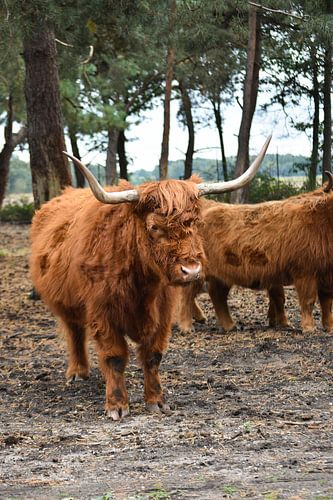 Schottische Hochlandbewohner im Safari-Park Beekse Bergen
