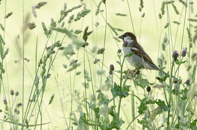 Sperling im Gras von René Vos