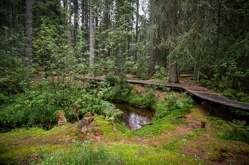 Fairytale forest