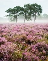 Purple heather in a misty landscape | Utrechtse Heuvelrug