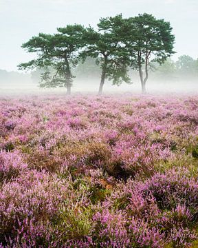 Violette Heide in einer nebligen Landschaft am Utrechtse Heuvelrug, Niederlande von Sjaak den Breeje