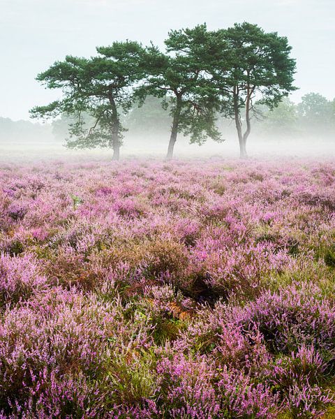 Purple heather in a misty landscape | Utrechtse Heuvelrug by Sjaak den Breeje