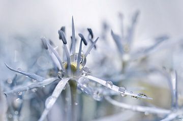 Allium van Violetta Honkisz