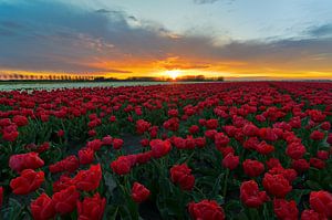 Prachtige zonsondergang boven het tulpenveld. van Jos Pannekoek