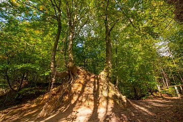 Herfst in het bos van Brakel