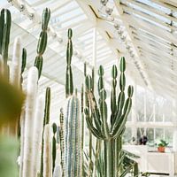 Cactussen / Cacti in de Botanische tuinen van Dublin, Ierland