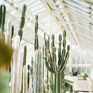 Cactussen / Cacti in de Botanische tuinen van Dublin, Ierland van Raisa Zwart