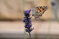 Le papillon chardon