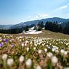 Krokusweide boven de Hündle in de lente in de Allgäuer Alpen van Leo Schindzielorz