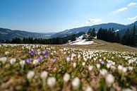 Krokusswiese über dem Hündle im Frühling in den Allgäuer Alpen von Leo Schindzielorz Miniaturansicht