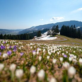 Krokusswiese über dem Hündle im Frühling in den Allgäuer Alpen