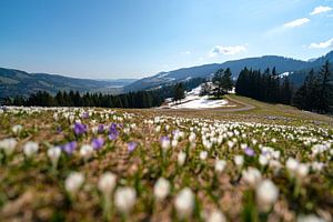 Krokusswiese über dem Hündle im Frühling in den Allgäuer Alpen