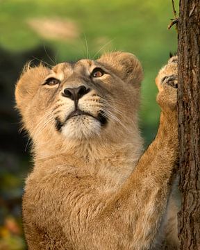 Lion cub leaning against a tree and looking to the sun by Patrick van Bakkum