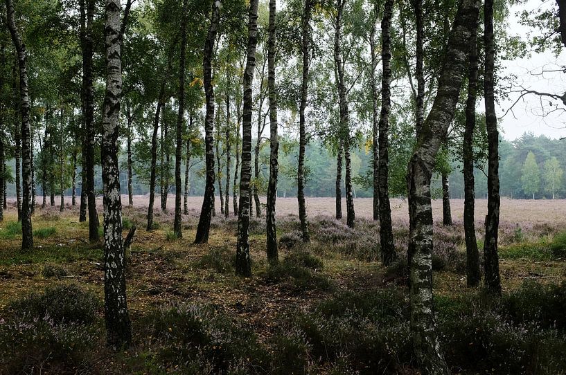 Zilvensche Heide von Christiaan Krouwels