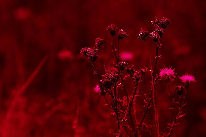 Natuur detail by Anouk Timmerman