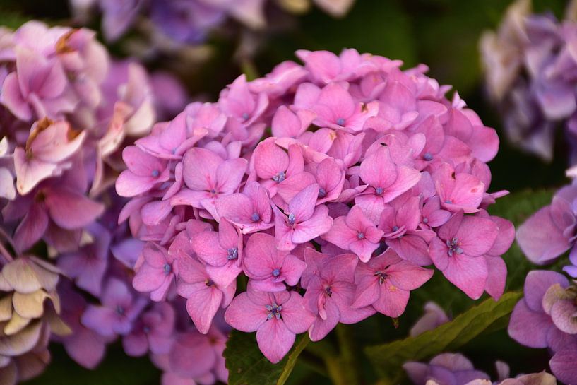 Azalea Blossom by Philipp Klassen