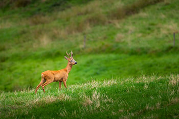 Roe deer on the hill