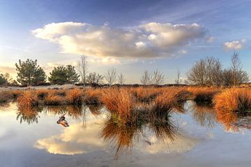 Les dunes de Loonse et Drunense sur Diana van Geel