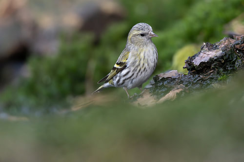Siskin Lady