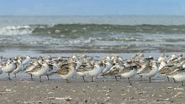 Drieteenstrandlopers van Dennis Schaefer