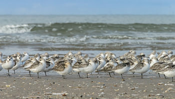 Sanderlings