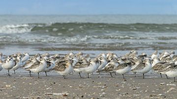 Sanderlinge von Dennis Schaefer