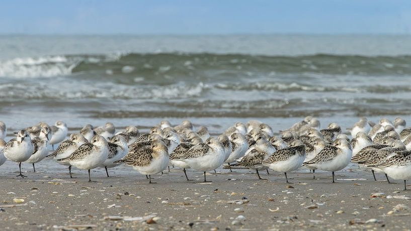 Sanderlings by Dennis Schaefer