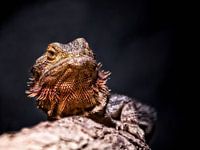 Portret van een hagedis