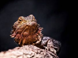 Portrait of a lizard by Holger Bücker
