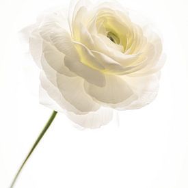 Ranunculus - the Persian buttercup by Mandy Jonen