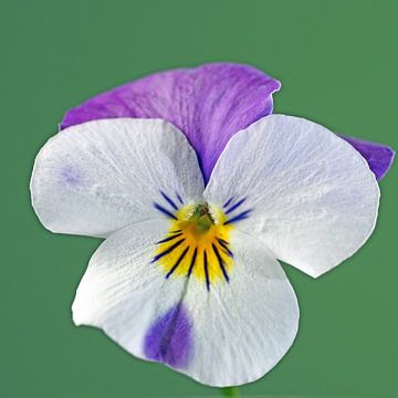 Close-up van de bloem van een hoornviooltje van Katrin May