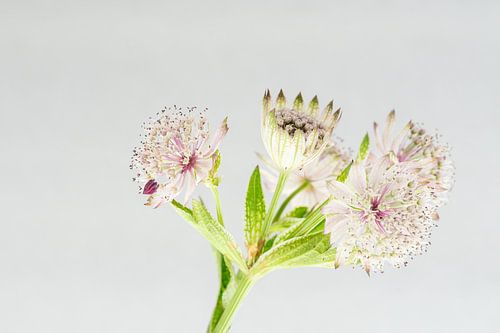 zeeuws knoopje in zachte pastel