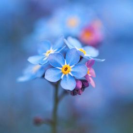 Vergissmeinnicht, verträumtes Blau von MMFoto