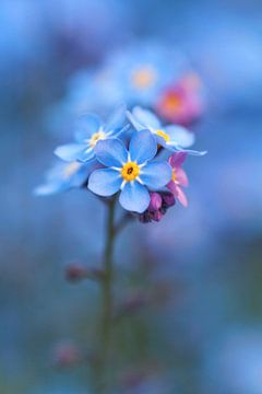 Forget-me-not, dreamy blue by MMFoto