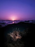 sunset with hunting lionfish