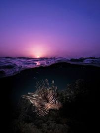 sunset with hunting lionfish by thomas van puymbroeck