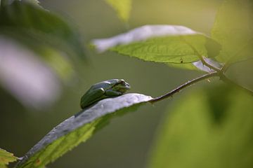 Tree frog warms up at start of day by Eric Wander