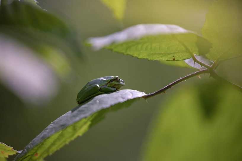 Laubfrosch wärmt sich in der Dämmerung auf von Eric Wander