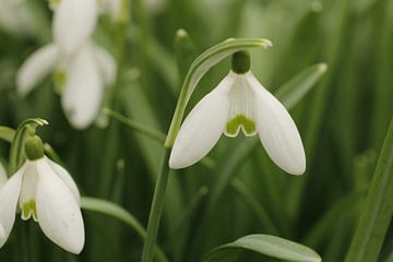 snowdrop by Cora Unk