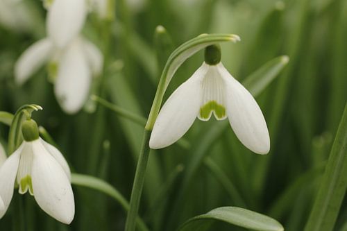 snowdrop