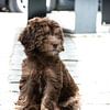 Labradoodle-Welpe von Lucia Leemans