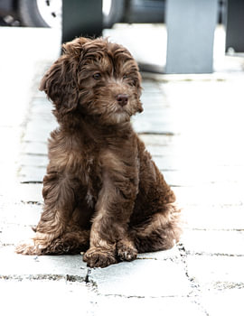 Chocolade Labradoodle puppy