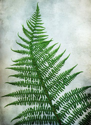 Varen bij mijn voordeur 1