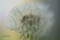 Dandelion in detail