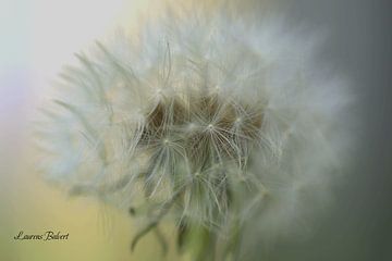 Paardenbloem in detail van Laurens Balvert