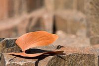 Blad in rust