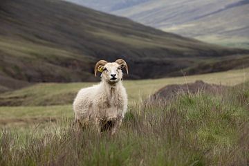 Ram in de bergen van IJsland van PeetMagneet