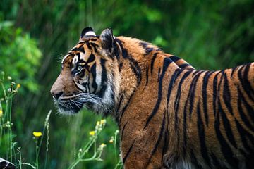 Gros plan d'un tigre de Sumatra à l'état sauvage. sur Chihong