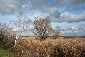 Fields and aquatic plants in Beachamp swamp by Werner Lerooy