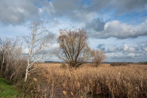 Velden en waterplanten in het moeras van Beachamp